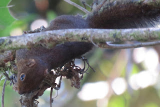 Microsciurus alfari, Central American Dwarf Squirrel
