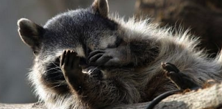 mapache no quiero verlo mapache no quiero verlo