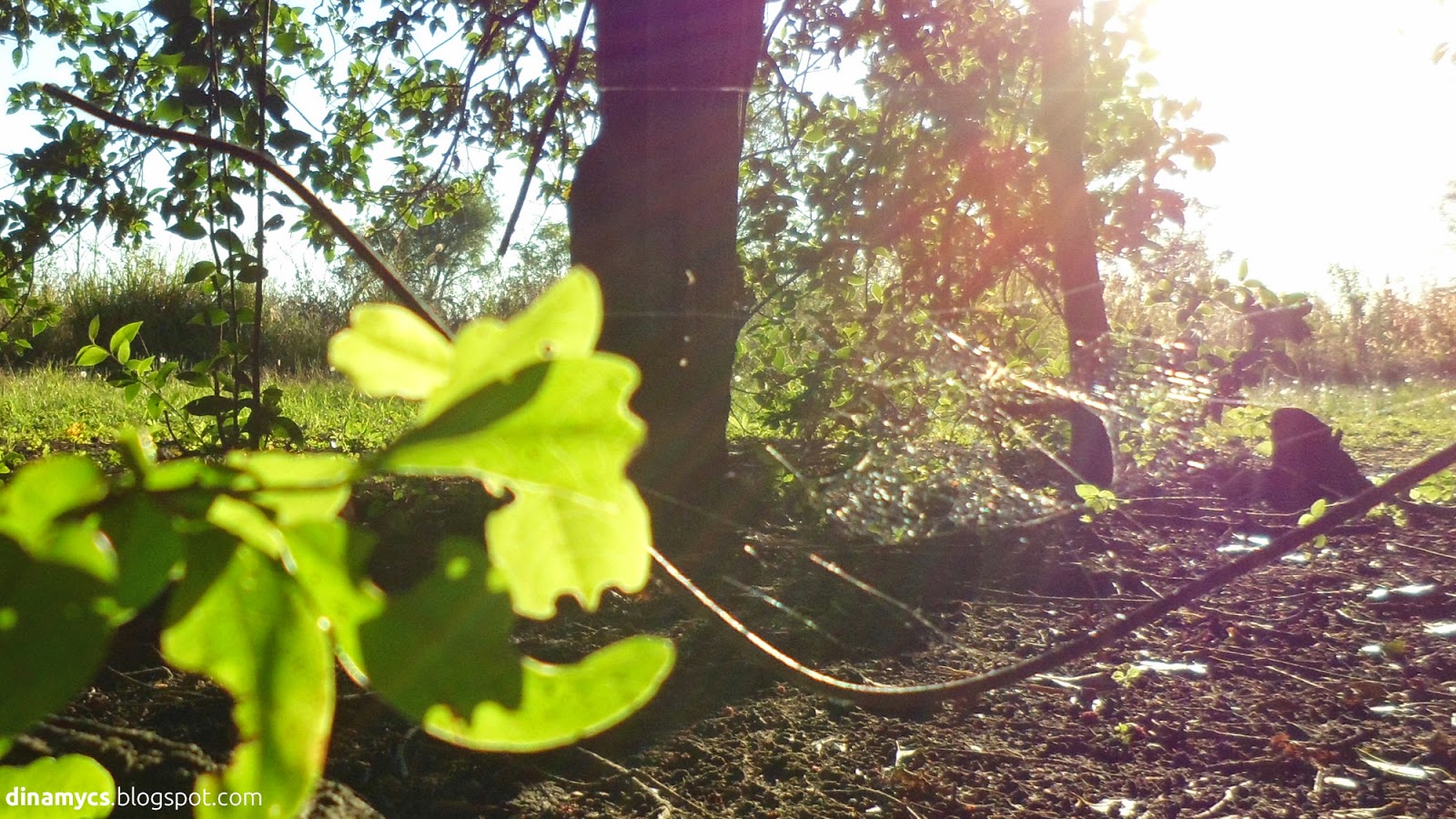 blur leaves