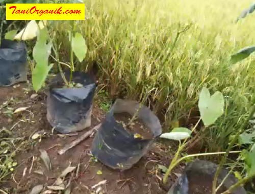 Pada serangan yang parah, tanaman bahkan "sekarat". Solusinya harus diamputasi atau dipangkas cabang-cabangnya supaya memunculkan tunas dan percabangan baru.