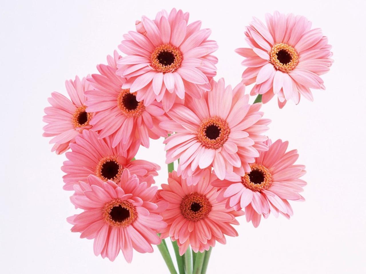 Cute Pink Flower Wallpaper