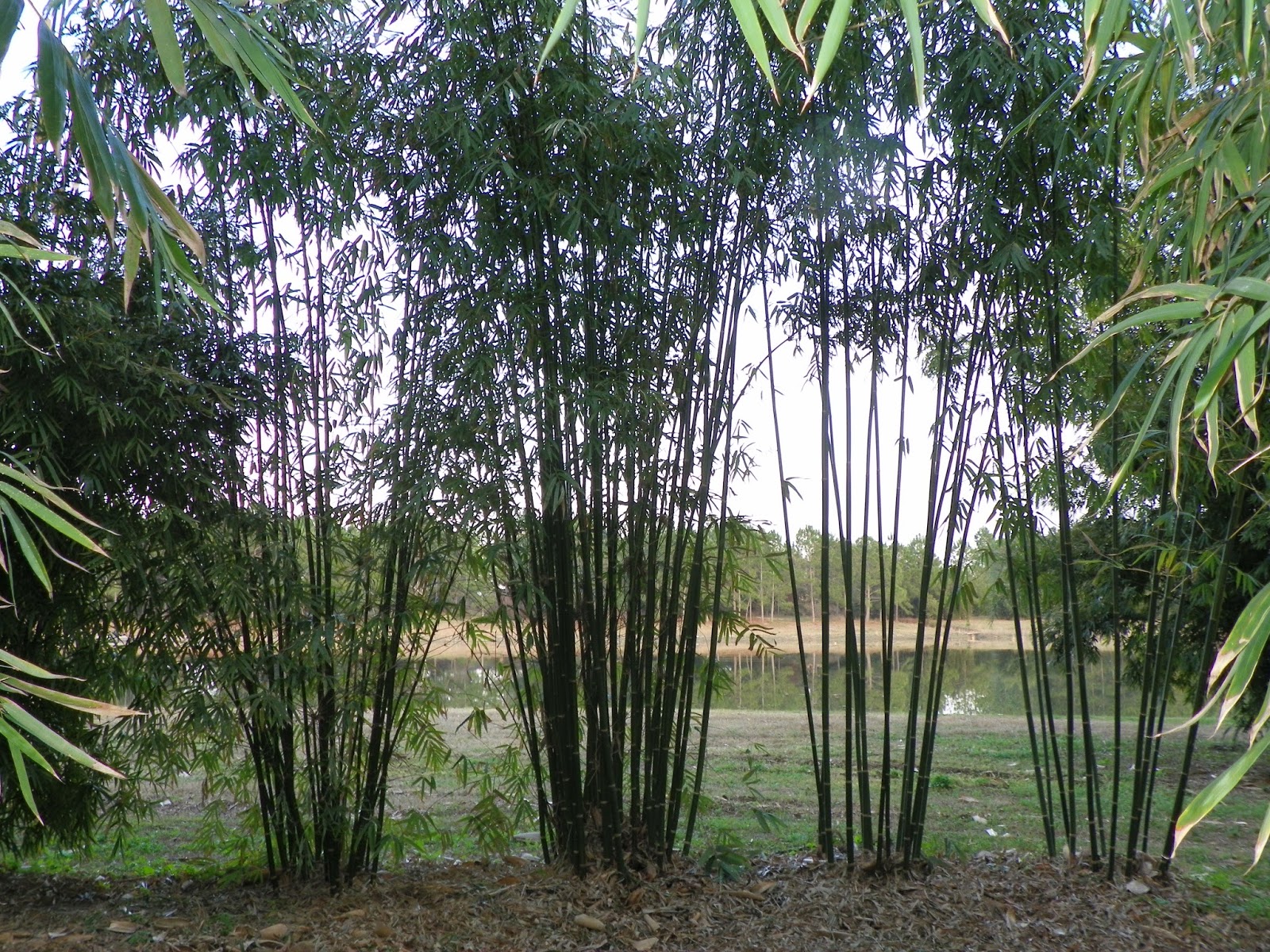 YIN YANG TIMBER BAMBOO Bambusa emeiensis viridiflavus Bamboo from