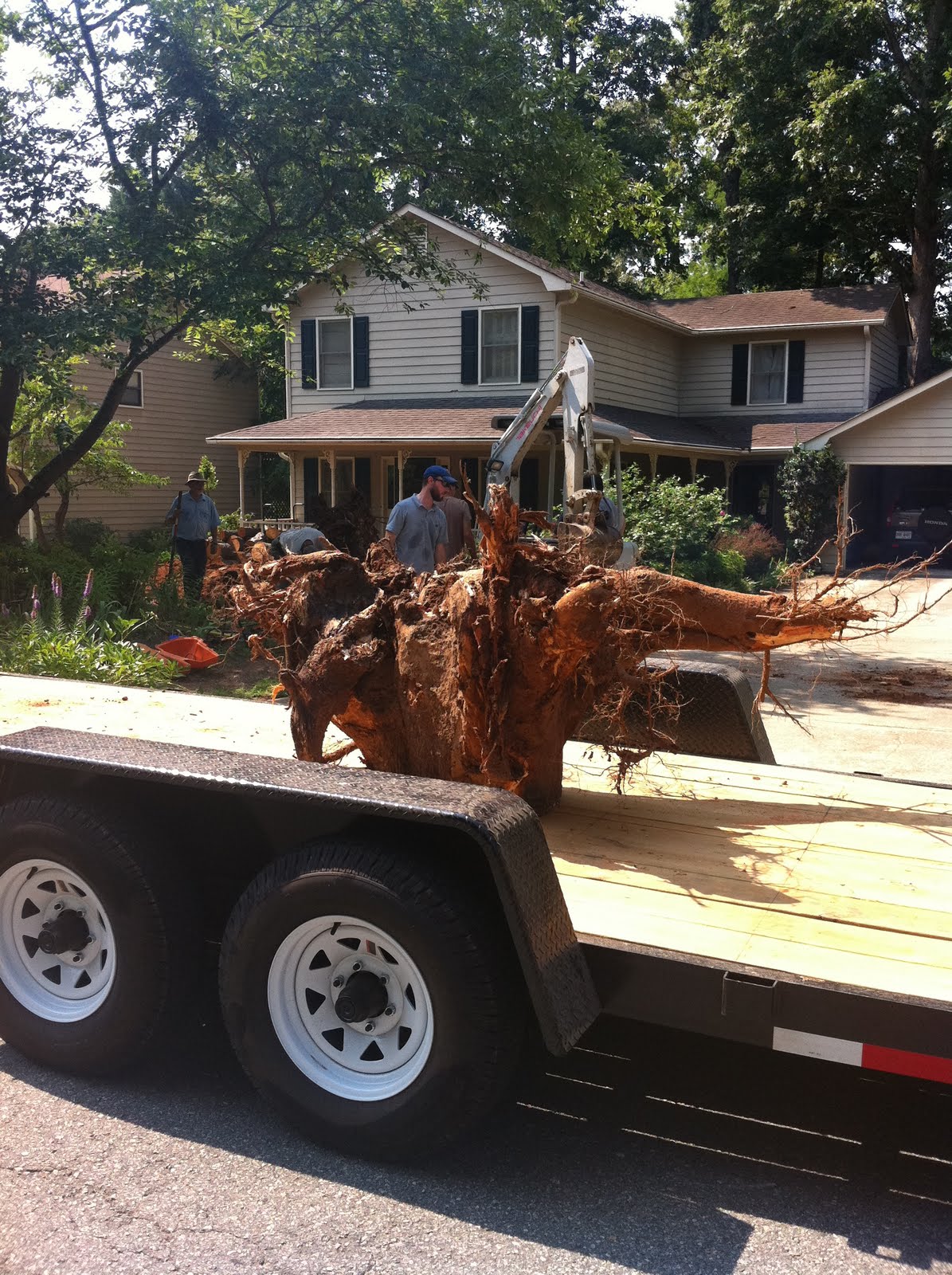 Matt and Jamie's World: Timber the falling tree