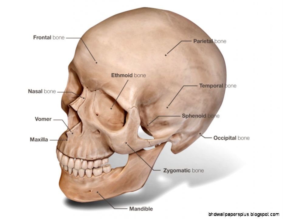 Skull Anatomy  Medgraphik