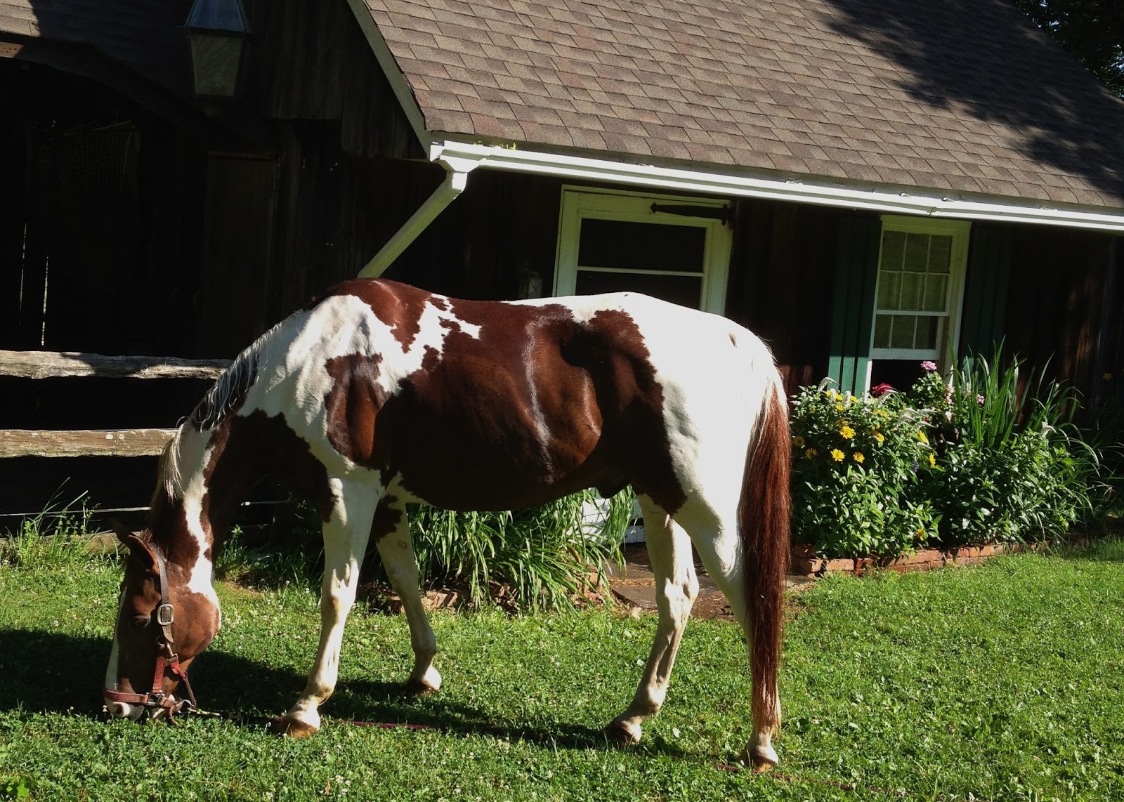 Good Dogs Allowed Barn Sour Horses Routines Matter