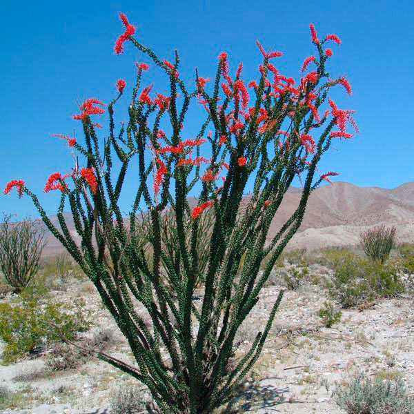 Mascot of December Ocotillo