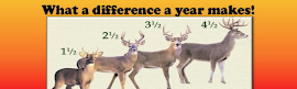 Lower Peninsula Deer Management Initiative