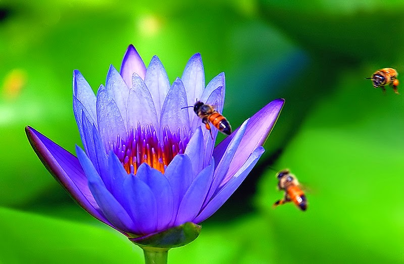 Pollination Real naturalscience