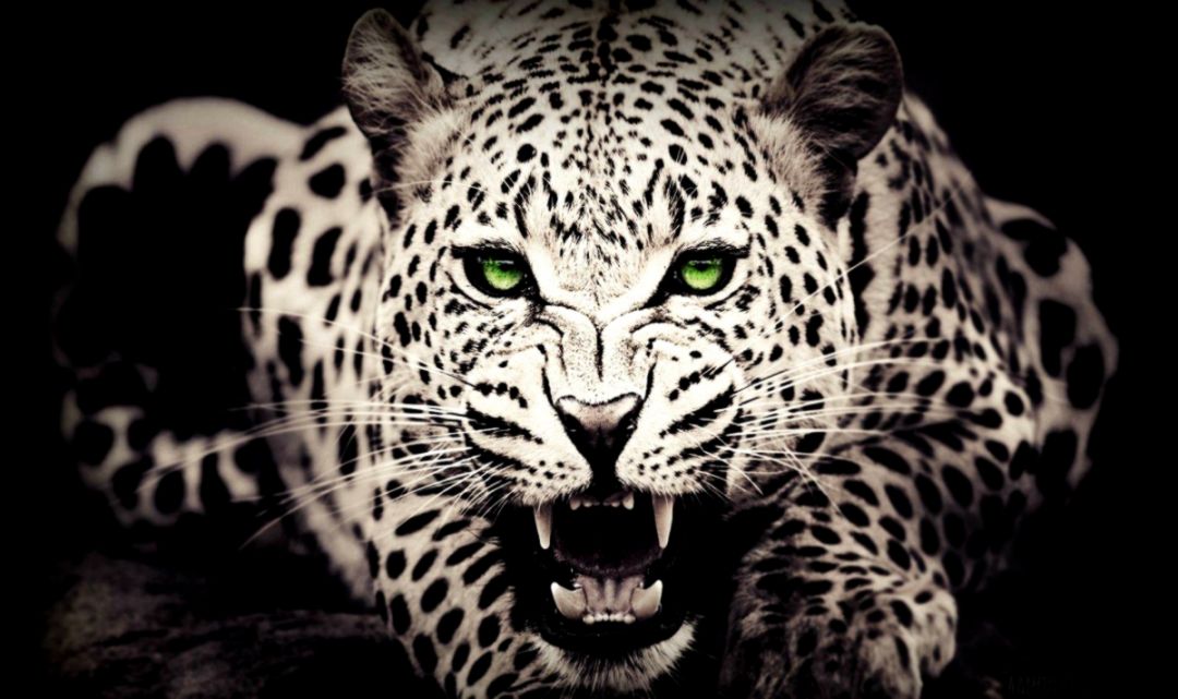 Leopard Wallpaper | HD Wallpapers Collection