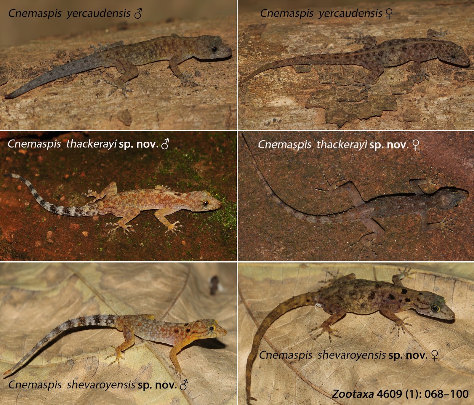 Species New to Science [Herpetology • 2019] Cnemaspis shevaroyensis