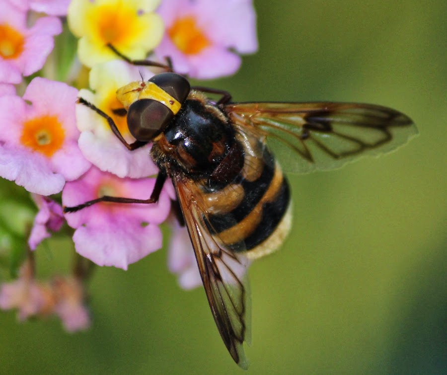 VOLUCELLA ZONARIA