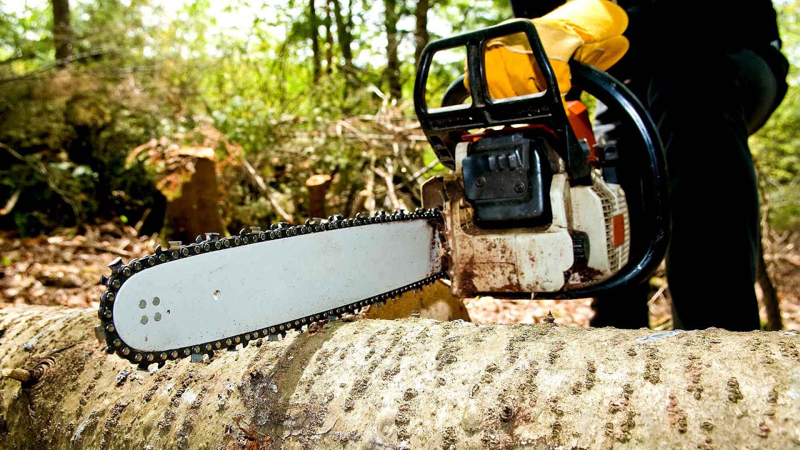 Davey Tree Expert Company Tree Choices