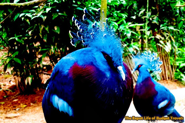 bowdywanders.com Singapore Travel Blog Philippines Photo :: Singapore :: Jurong Bird Park – Where Color Lives