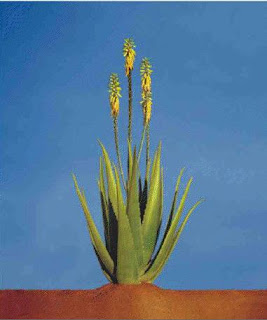 Floare Aloe-Vera