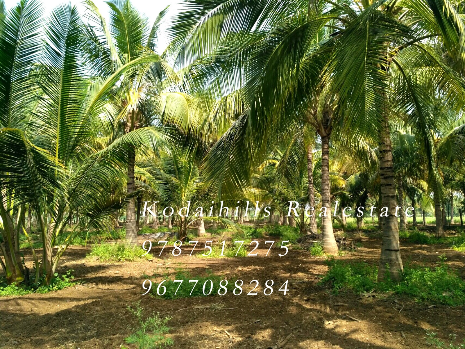 Kodaihills Realestate. 8 Acre coconut farms for sale in near vathalakundu, dindigul.