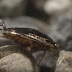 Как бръмбари си изработват сами "водолазно оборудване" (видео)