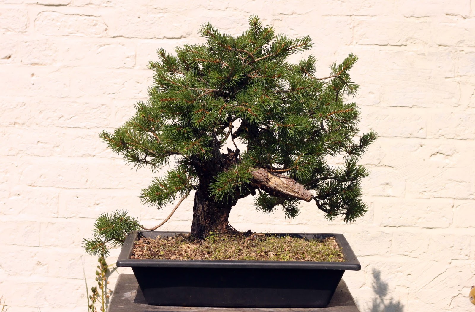 Yamadori Art UK Yamadori Scotts Pine First Styling!