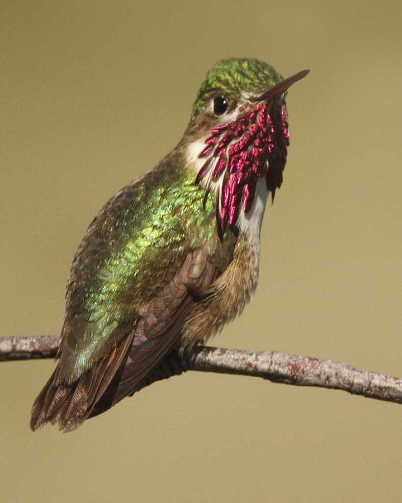 The Baiting Hollow Hummingbird Sanctuary Calliope?