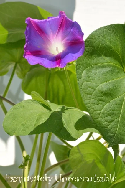 Morning Glories Are Not Weeds