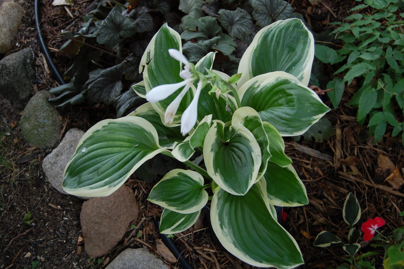 Hosta Diana remembered