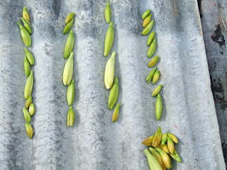 Daylily buds drying