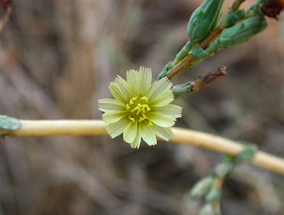 Lactuca serriola