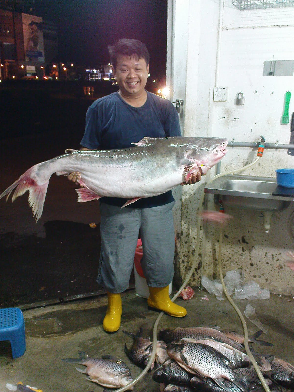 River Fish Supplier, Peter's Fish Trading Co, Sarawak: PATIN BUAH