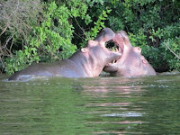 1-days Lake Mburo tour with tour prices and detailed program including game drives safaris to see zebras, hippos, Lake Mburo night game drives for lions, leopard; and a boat ride on Lake Mburo 2 days Lake Mburo national park tour, tour lake mburo national park, safari to Lake Mburo National Park. wildlife in Lake Mburo national park, Uganda wildlife viewing, Uganda game viewing, Mihingo Lodge, Archadia Lodge, Rwonyo Camp, Mantana Lake Mburo park Camp, book accommoddation Lake Mburo national park.