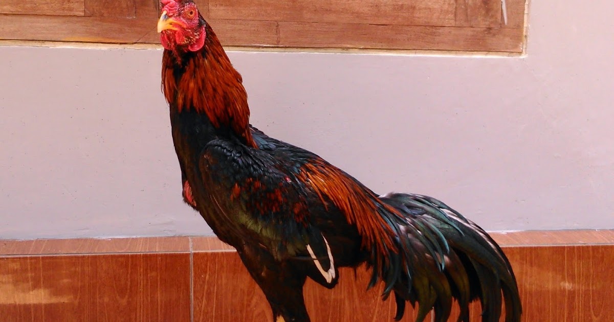 Ayam Juara Cara Memilih Kaki dan Sisik Ayam bangkok Juara