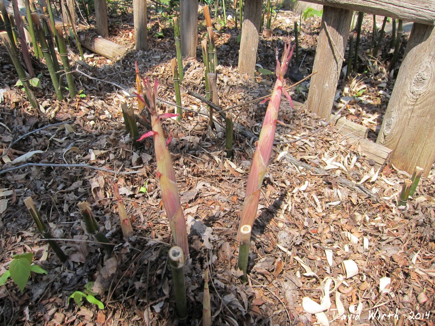 new bamboo shoots, month, when, seeds