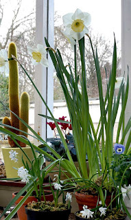 conservatory, plants,