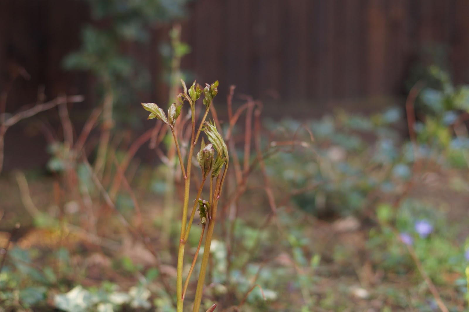 Sous Le Ciel Ardennais Viburnum Bodnantense Charles Lamont