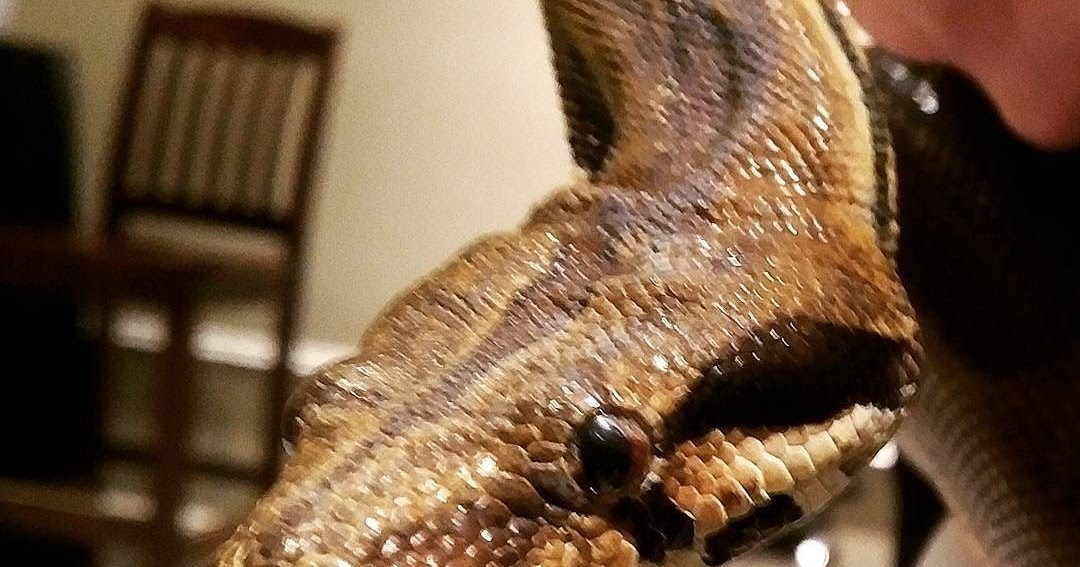 Written Inc. Snakes can be friendly, too