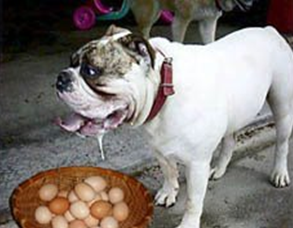 Resultado de imagem para cachorro babando ovo