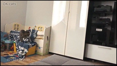Funny Cat GIF • Cat caught in the act! Blanket thief (The way he walks is too funny.) Funny Cat GIF • Cat caught in the act! Blanket thief (The way he walks is too funny.)