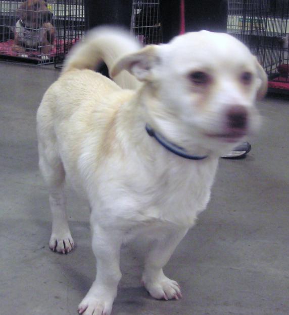Chihuahua Corgi Mix - Dog Training Home | Dog Types