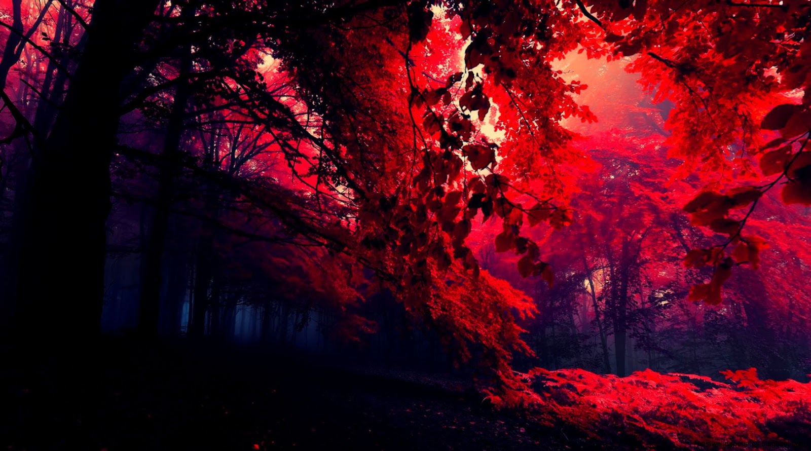 Dark Red Fall Leaves