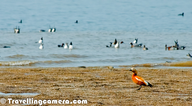 Ruddy Shelduck was first colorful bird which I saw during recent trip to Pong Dam Lake in Kangra Region of Himalayan State of India. These birds were quite attractive and standing out in all other species having more shades of white or black. These birds were one of the most colorful Migratory species at pong during winters, Let's have a quick Photo Journey with Ruddy Shelducks with some information about them...Flying Ruddy Shelducks look amazing as their body shines in sunlight. Their flight seemed almost similar to Bar Headed Goose, although I can be wrong as I have just started observing birds. The main difference I saw is that Ruddy Shelduck can easily be found as couples while Bar headed goose were mainly in large flocks. This can again be an observation from two days of visit to pong where we may have seen very specific nature of these birds, which may not be generally true always. Above two photographs are shot on shoreline of Pong Dam Lake near Meenu Khad which is just next to Nagrota Suriyan !!A flying Ruddy Shelduck near Maharana Pratap Sagar aka Pong Dam Lake in Kangra District of Himachal Pradesh, India. This recent trip was very inspirational as I got an opportunity to meet very passionate Birders from different cities of India and some Wildlife Professionals from Himachal Pradesh. I was accompanying folks from Chandigarh Birding Club and few Wildlife Professionals from Kullu & Chamba. During these two days I could also remember few bird names with their images in my mind :During one of the conversations, someone also told me that Ruddy Shelduck is also known as Brahmani Duck. From name it seems like an Indian version of the name and not sure how popular this name is. But most of the localities knew this bird as Brahmani Duck and one of the reason might be that English names are too difficult for them to be remembered. Such names can easily be forgotten if you are not interested in birds. On the beginning of first day at Pong Dam, I was amazed to see Birders talking about various species and discussing their behaviors, colors etc. At times, information was too specific; like color of primary wings of XYZ bird should be dark black while it was greyish shade c:)Here is one interesting article on WWF website hwere there is a mention about new sighting of Ruddy Shelduck in Arunachal Pradesh. For more details check out - http://www.wwfindia.org/about_wwf/critical_regions/?6140/A-unique-encounter-with-the-ruddy-shelduckMore Information about Ruddy Shelduck can also be checked at - http://www.birdlife.org/datazone/speciesfactsheet.php?id=39The Ruddy Shelduck, Tadorna ferruginea, is a member of the duck, goose and swan family Anatidae. It is in the shelduck subfamily Tadorninae.The Ruddy Shelduck is usually found in pairs or small groups and rarely forms large flocks. However, moulting and wintering gatherings on chosen lakes or slow rivers can be very large.Ruddy Shelduck is a bird of open country and it will breed on cliffs, in burrows, tree holes or crevices distant from water, laying 6-16 creamy-white eggs, incubated for 30 days.There are very small resident populations of this species in north west Africa and Ethiopia, but the main breeding area of this species is from south east Europe across central Asia to Southeast Asia. These birds are mostly migratory, wintering in the Indian Subcontinent.Although Ruddy Shelduck becoming quite rare in southeast Europe and southern Spain... but Ruddy Shelduck is still common across much of its Asian ranges... It may be this population which gives rise to vagrants as far west as Iceland, Great Britain and Ireland. However, since the European population is declining, it is likely that most occurrences in western Europe in recent decades are escapes or feral birds. Although this bird is observed in the wild from time to time in eastern North America, no evidence of a genuine vagrant has been found.It has orange-brown body plumage and a paler head. The wings are white with black flight feathers. It swims well, and in flight looks heavy, more like a goose than a duck. The sexes of this striking species are similar, but the male has a black ring at the bottom of the neck in the breeding season summer, and the female often has a white face patch. The call is a loud wild honking.(Details Courtesy - http://en.wikipedia.org/wiki/Ruddy_Shelduck )
