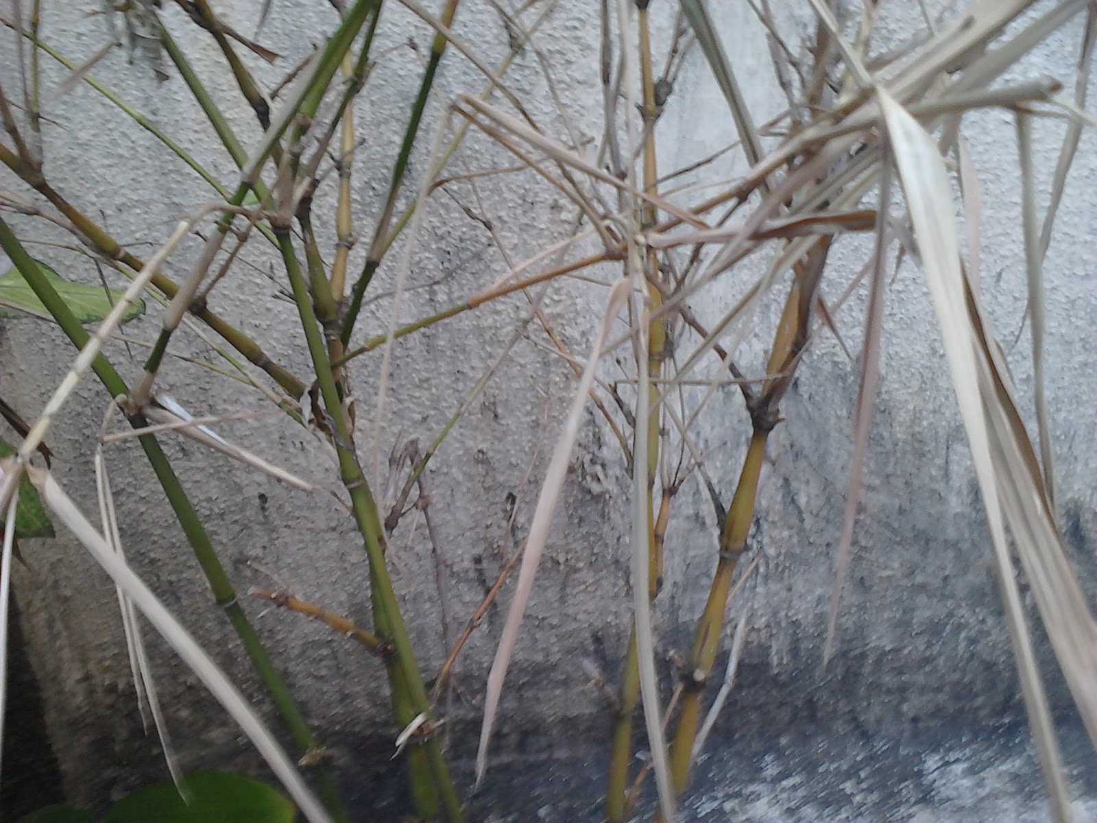 Garden Care Simplified Why My Good Luck Bamboo Plants are Drying