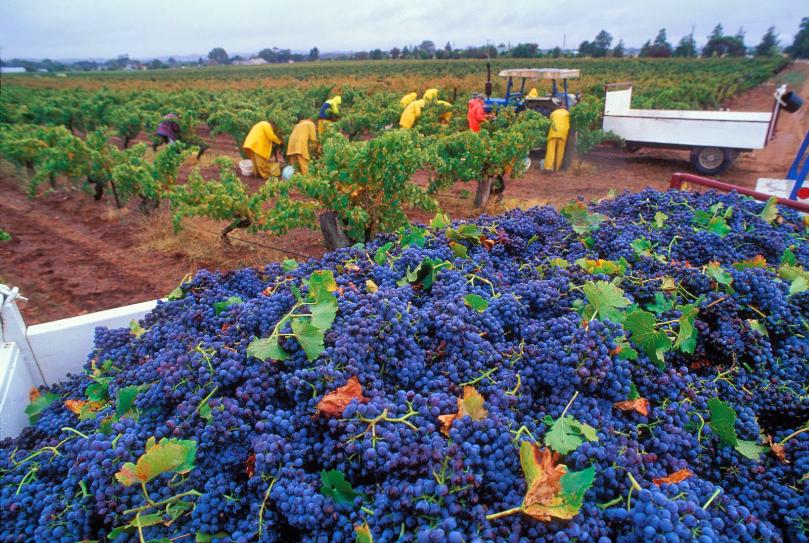 Цветное хозяйство. Виноградники Австралии. Виноградники Австралии Shiraz. Овощеводство в Австралии. Сбор урожая винограда.