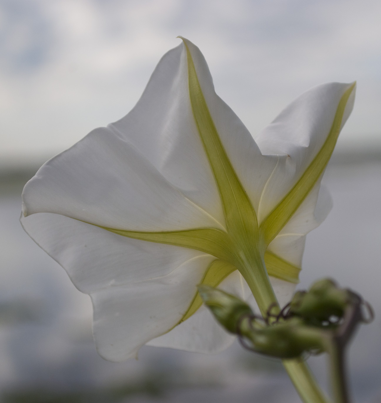 Old Florida Kissimmee followup