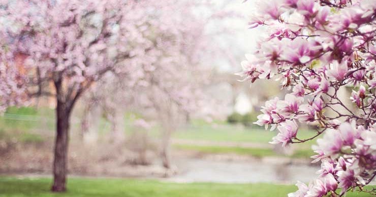 Short Essay On Spring Season For School Students Essaywritingart Short Essay On Spring Season For School Students Essaywritingartcom Simple Essays Letters Speeches Health Essay also Personal Essay Examples High School Sample Essay Papers