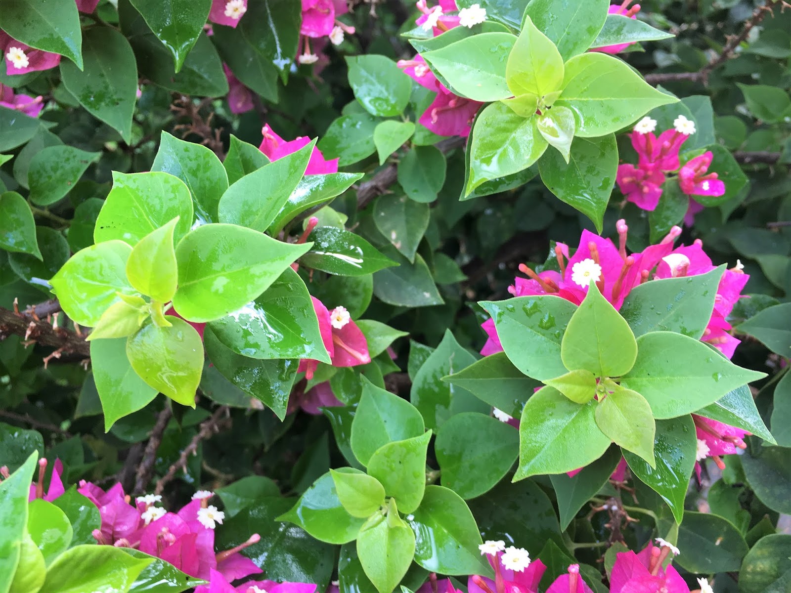 Bougainvillea spectabilis 'Hawaiian Torch' (Bougainvillea)