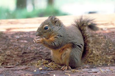 ardilla rayada de Douglass Tamiasciurus douglassi