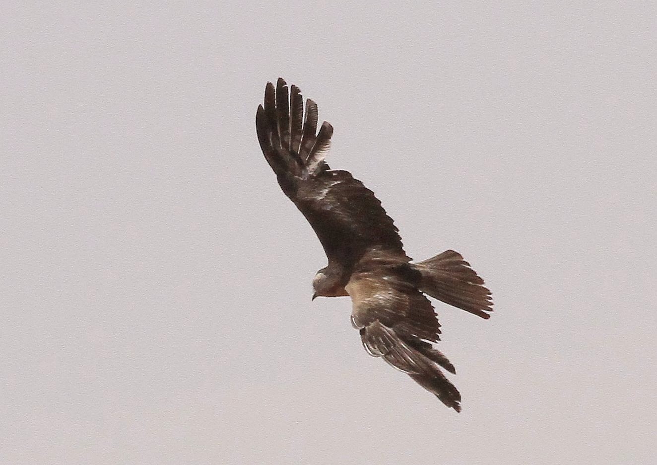 Richard Waring's Birds of Australia Squaretailed Kite photos from