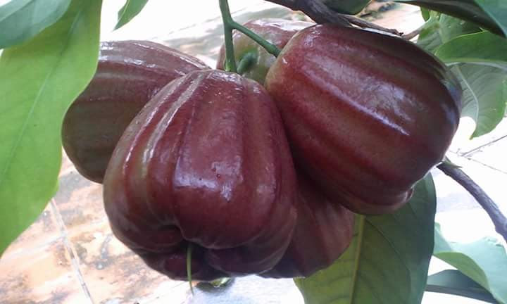 Bibit Tanaman Buah JAMBU AIR DALHARI