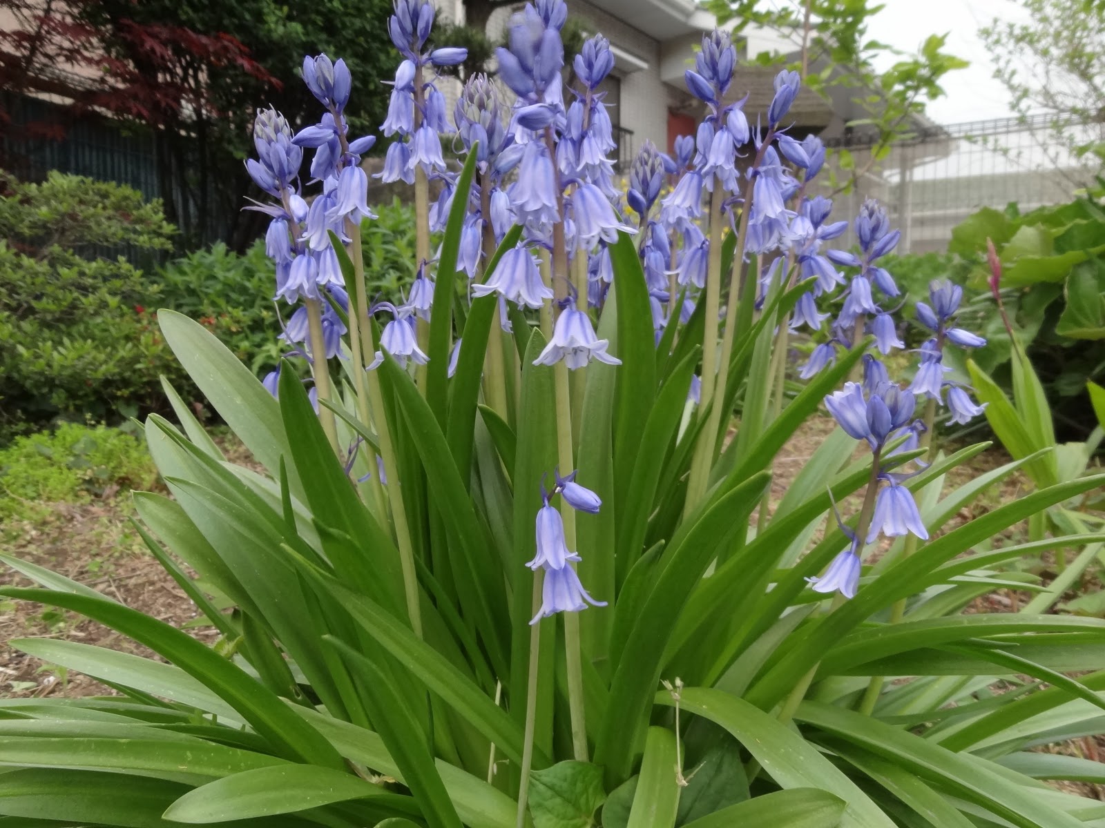 和の花だより シラー カンパニュラータ 爽やかなブルーの花 球根つりがね水仙