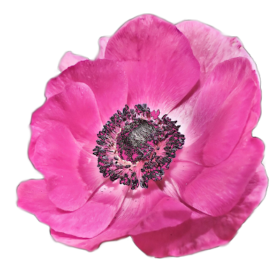 Clip Art: Flowers on a transparent background