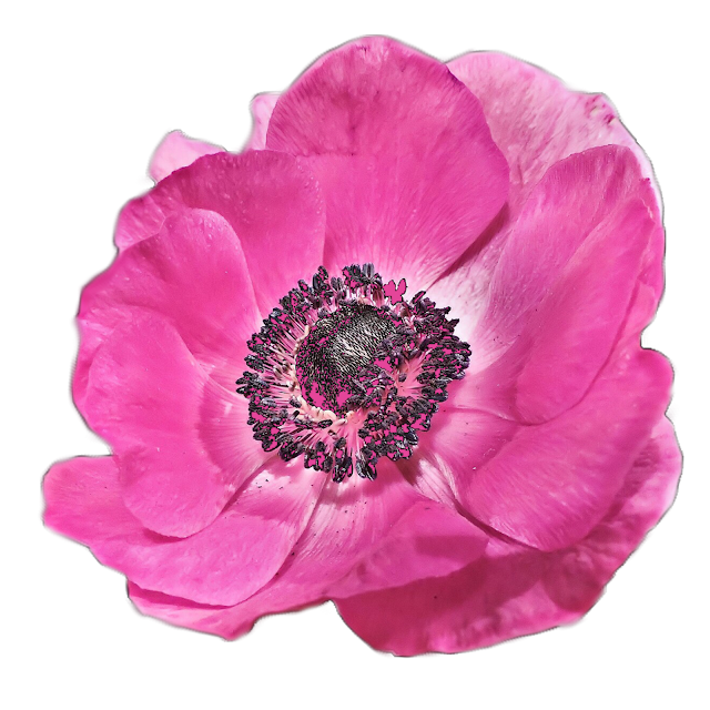 Clip Art: Flowers on a transparent background