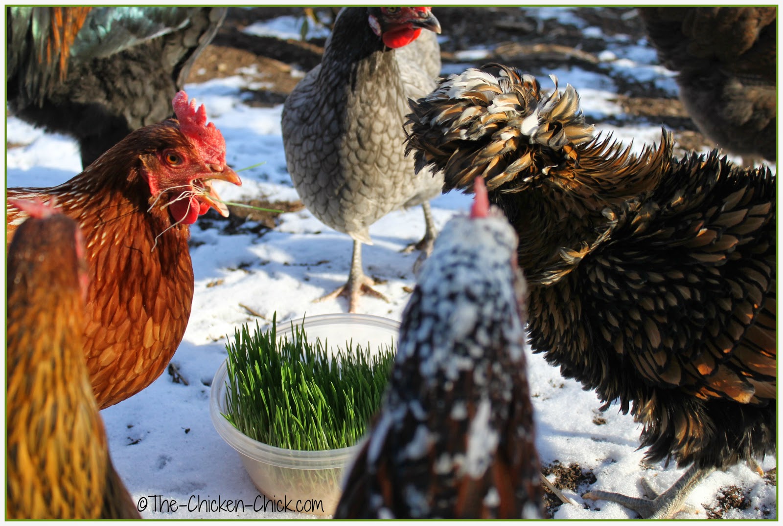 The Chicken Chick® Sprouting Grains for Chickens Fodder for Thought